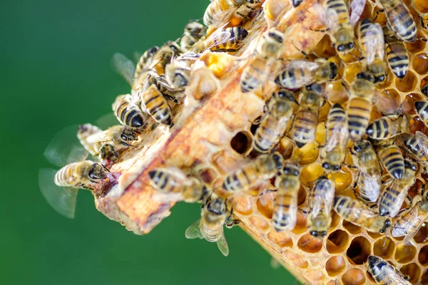 Бджоли на стільниці в пасіці в літній час — стокове фото