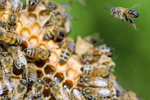 Arılar yaz aylarında arı kovanı petek üzerinde