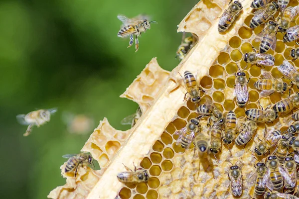 Arılar yaz aylarında arı kovanı petek üzerinde — Stok fotoğraf