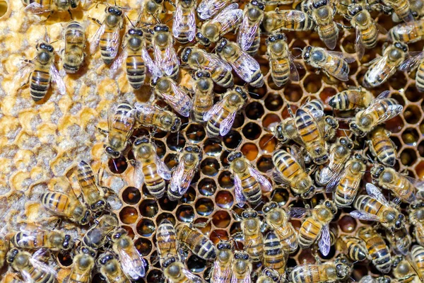 Bees on honeycomb in apiary in the summertime — Stock Photo, Image