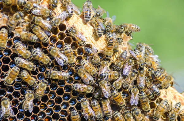 Api a nido d'ape in apiario in estate — Foto Stock