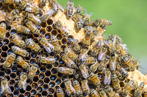 夏季には養蜂場でハニカム上の蜂 — ストック写真