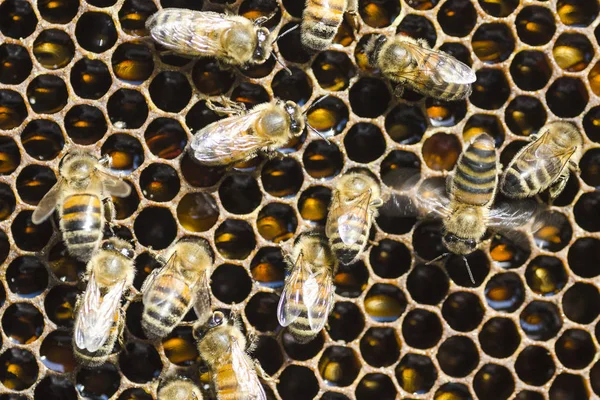 Nahaufnahme von Bienen auf Bienenwaben im Bienenhaus — Stockfoto