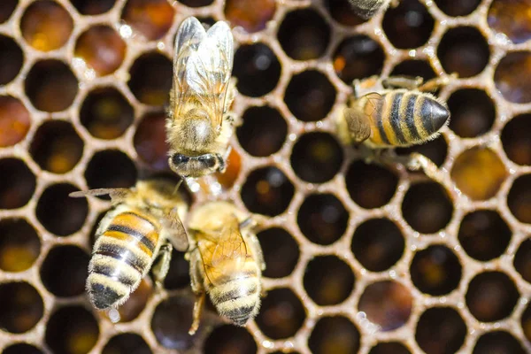 Primer plano de las abejas en panal en colmenar —  Fotos de Stock