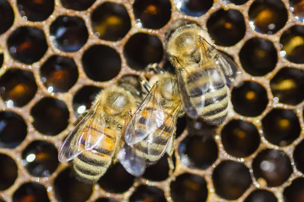 Nahaufnahme von Bienen auf Bienenwaben im Bienenhaus — Stockfoto