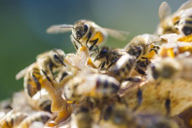 Arılarda bal peteğindeki arılara yakın çekim 