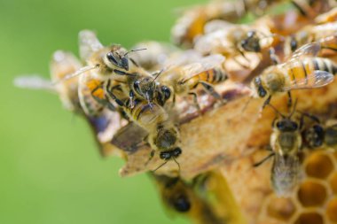 Arılarda bal peteğindeki arılara yakın çekim 