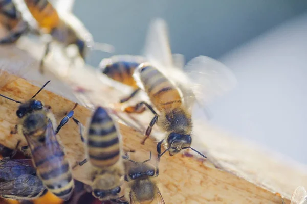 Närbild av bin på bikaka i bikupa — Stockfoto