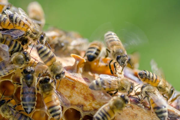 Arılarda bal peteğindeki arılara yakın çekim 