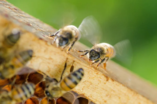 Primer plano de las abejas en panal en colmenar —  Fotos de Stock