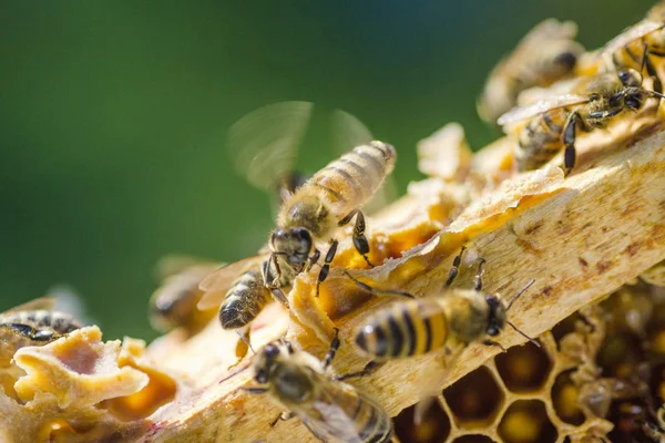 Närbild av bin på bikaka i bikupa — Stockfoto