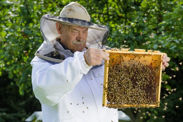 Portrait of beekeeper with honeycomb in apiary — Stock Photo, Image