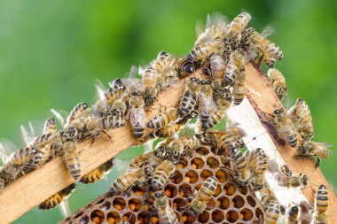Arılarda bal peteğindeki arılara yakın çekim 