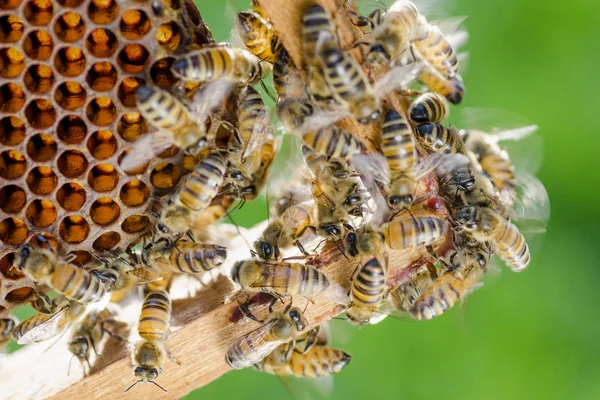 Closeup των μελισσών σε κηρήθρα στο μελισσοκομείο — Φωτογραφία Αρχείου