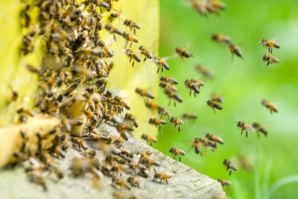 Les abeilles entrent dans une ruche — Photo