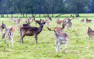 bir çayır üzerinde nadas geyikler