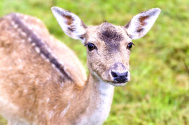 alageyik bir çayır üzerinde