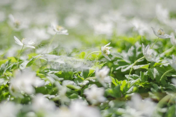 Close Van Anemone Bloemen Ochtenddauw Van Lente — Stockfoto