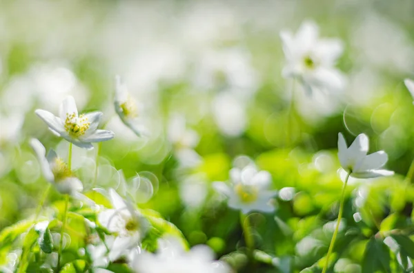 Close Van Anemone Bloemen Ochtenddauw Van Lente — Stockfoto