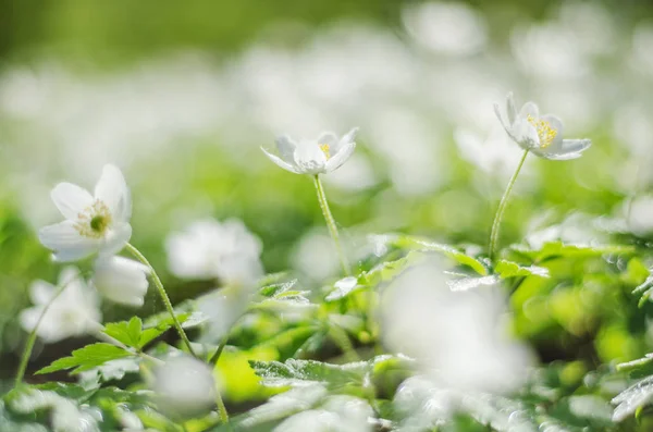 Närbild Anemone Blommor Morgondagg För Våren — Stockfoto