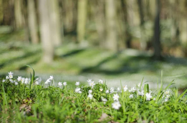 Bos Lente Met Veel Anemone Bloemen — Stockfoto