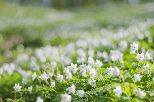 Bos Lente Met Veel Anemone Bloemen — Stockfoto