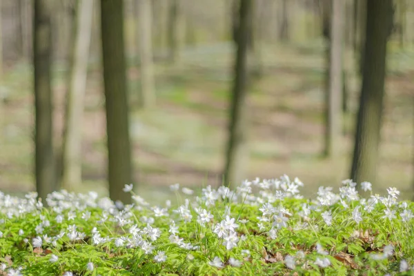 Skogen Våren Med Gott Anemone Blommor — Stockfoto