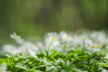 anemon çiçeği. çiğ ilkbahar, closeup