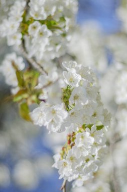 hassas kiraz ağacı çiçek meyve bahçesi içinde closeup