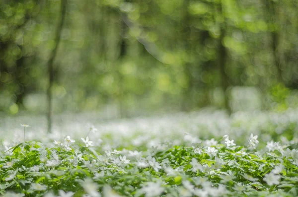 Skogen Våren Med Gott Anemone Blommor — Stockfoto
