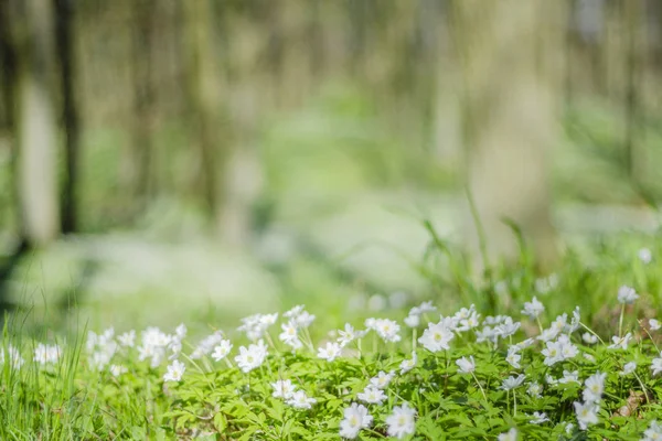 Skogen Våren Med Gott Anemone Blommor — Stockfoto