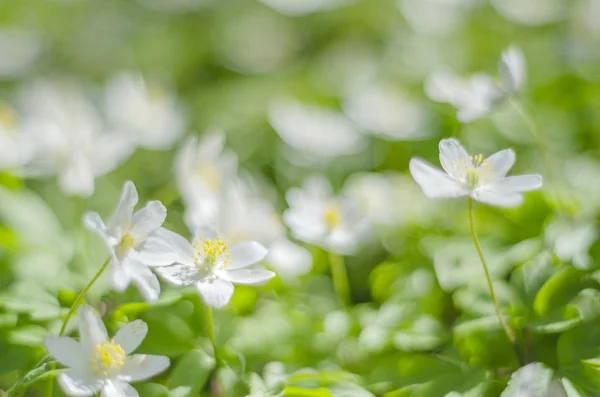 Close Van Anemone Bloemen Ochtenddauw Van Lente — Stockfoto