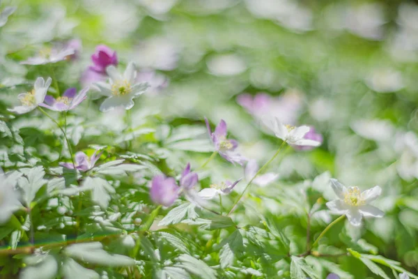 Närbild Anemone Blommor Morgondagg För Våren — Stockfoto