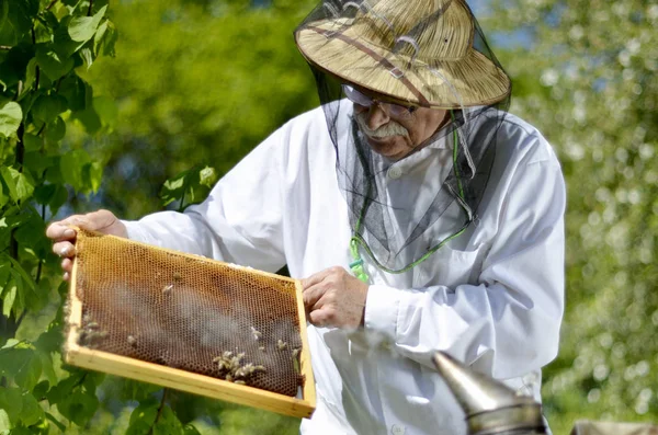 Starszy Pszczelarz Przeprowadzający Inspekcję Pasiece Wiosną — Zdjęcie stockowe
