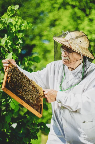 Apiarista Anziano Che Ispezione Apiario Nella Primavera — Foto Stock