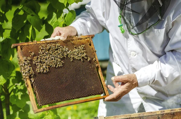 Senior Bijenhouder Die Het Voorjaar Bijenstal Inspecteert — Stockfoto