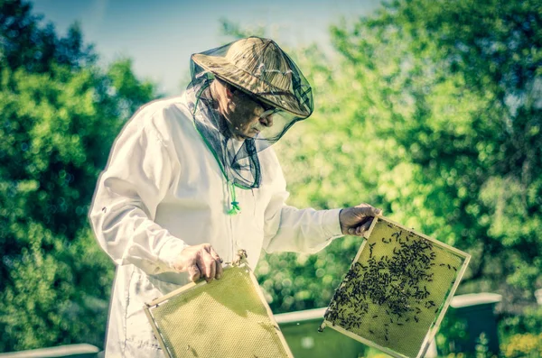 Starší Včelař Který Jaře Provádí Inspekci Včelínů — Stock fotografie