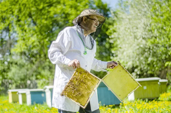 Starszy Pszczelarz Przeprowadzający Inspekcję Pasiece Wiosną — Zdjęcie stockowe
