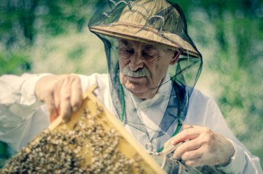 Bahar mevsiminde arı kovanında teftiş yapan kıdemli arıcı.