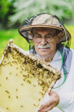 Bahar mevsiminde arı kovanında teftiş yapan kıdemli arıcı.