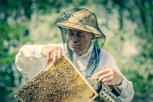 Senior Bijenhouder Die Het Voorjaar Bijenstal Inspecteert — Stockfoto