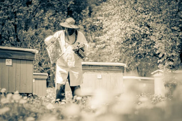 Apiarista Senior Haciendo Inspección Colmenar Primavera — Foto de Stock