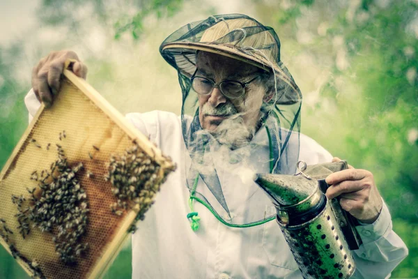 Apiarista Anziano Che Ispezione Apiario Nella Primavera — Foto Stock