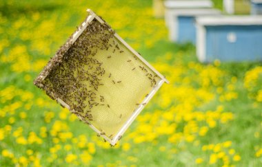 Arılara petek arı kovanı bahar içinde üzerinde