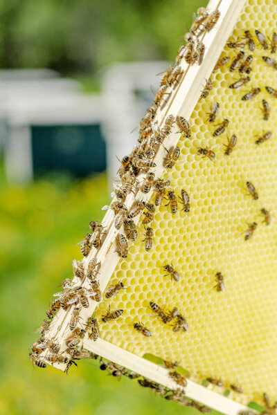 bees on honeycomb in apiary in the springtime