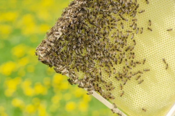 Bienen Auf Bienenwaben Bienenhaus Frühling — Stockfoto