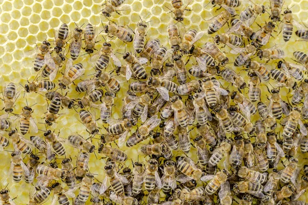 Bees Honeycomb Apiary Springtime — Stock Photo, Image