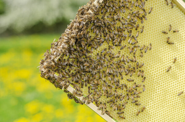 bees on honeycomb in apiary in the springtime
