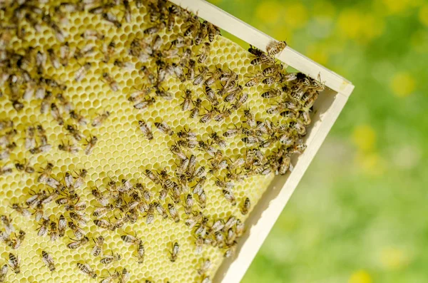 Bijen Honingraat Bijenteelt Lente — Stockfoto