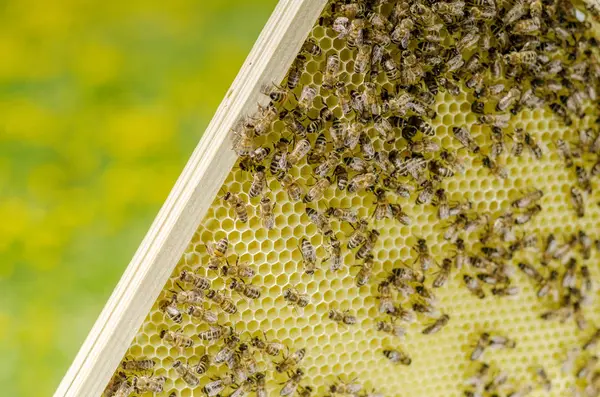 Abejas Panal Colmenar Primavera — Foto de Stock